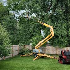 Suny Oswego, NY Tree Services Company