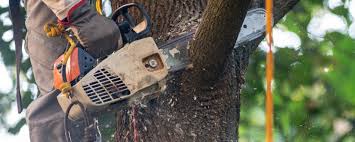 Best Tree Maintenance Programs  in Su Oswego, NY