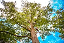 Best Lawn Maintenance Plans  in Su Oswego, NY