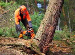 Best Commercial Tree Services  in Su Oswego, NY
