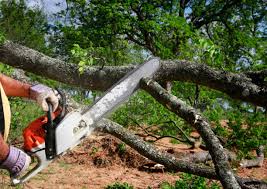 Lawn Pest Prevention in Suny Oswego, NY