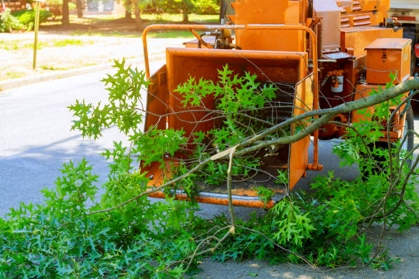 Best Palm Tree Trimming  in Su Oswego, NY