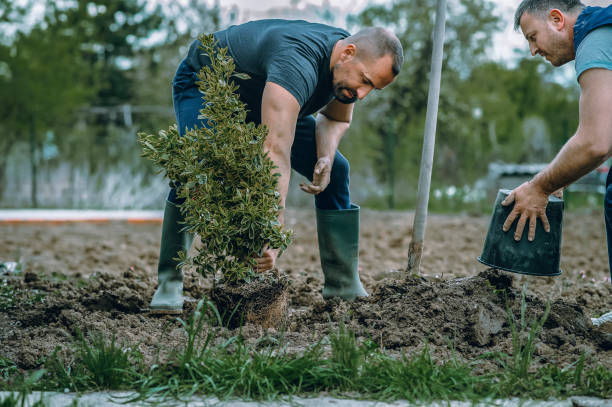 Best Organic Lawn Care Solutions  in Su Oswego, NY