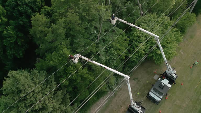 Best Tree Preservation Services  in Su Oswego, NY